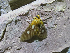Asota orbona