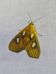 Asota orbona
