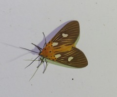 Asota orbona
