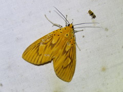 Asota orbona