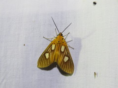 Asota orbona