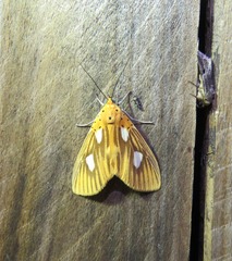 Asota orbona