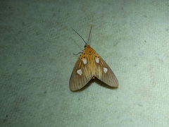 Asota orbona