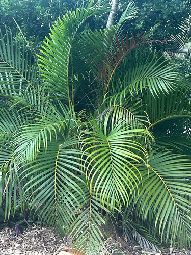 Dypsis lutescens
