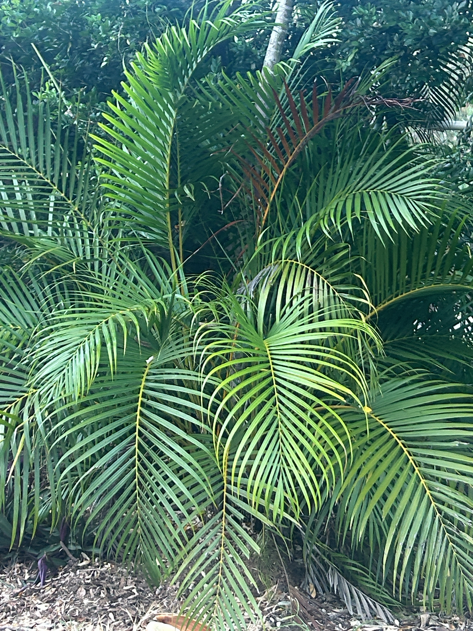 Dypsis lutescens