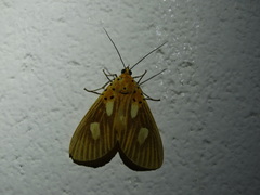 Asota orbona