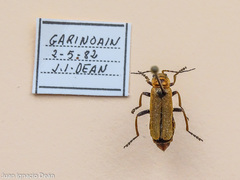 Cantharis coronata
