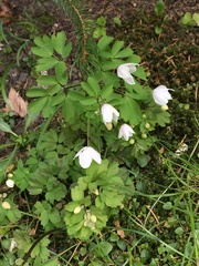 Isopyrum thalictroides