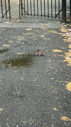 Rat photographed near here on 2026-04-19