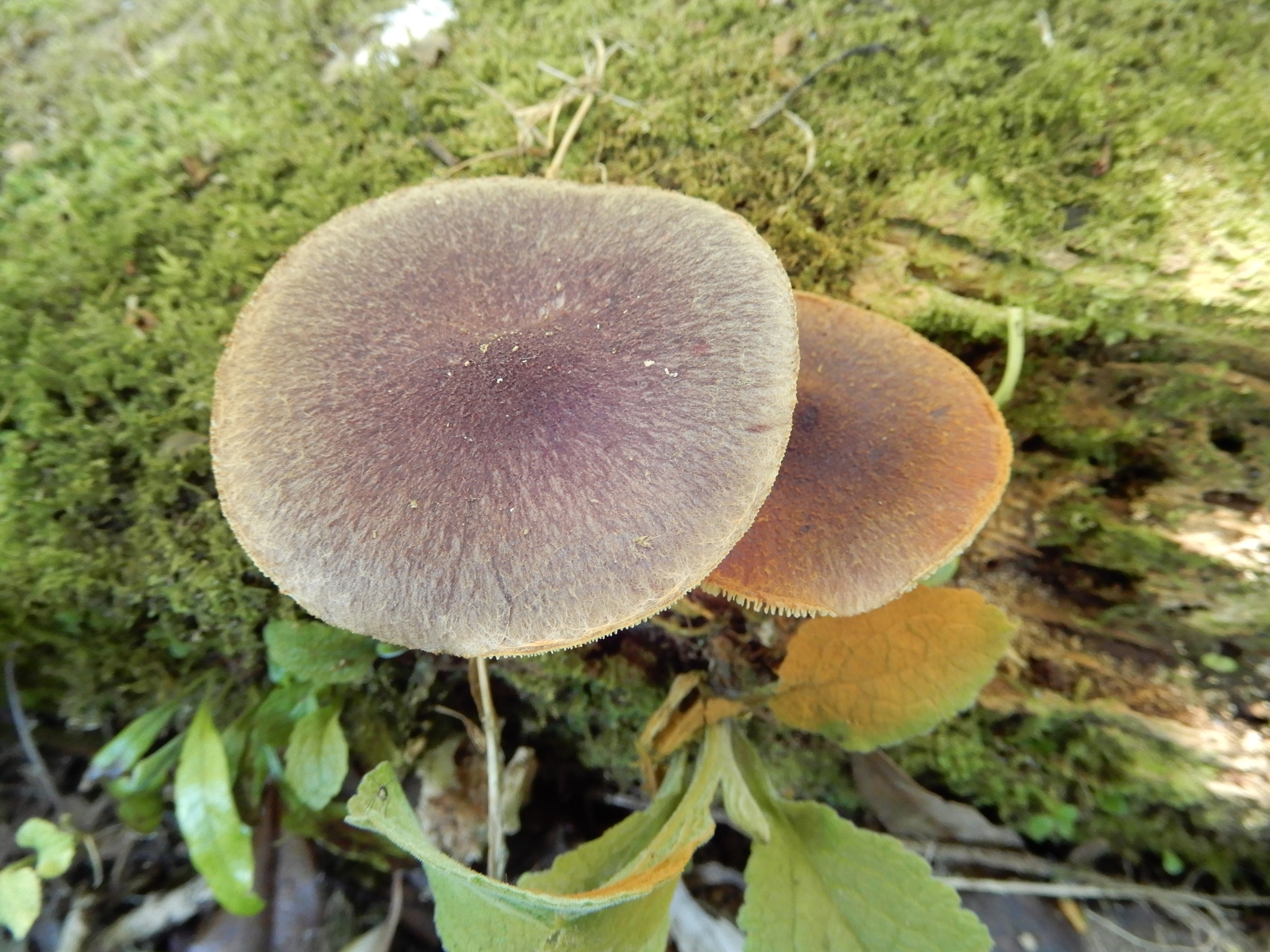 Gymnopilus purpuratus image
