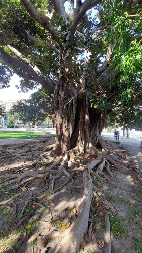 Ficus macrophylla