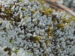 Cladonia apodocarpa