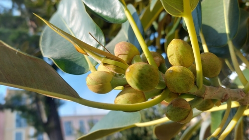 Ficus macrophylla