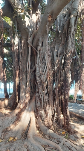 Ficus macrophylla
