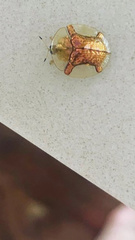 Aspidimorpha quadriremis