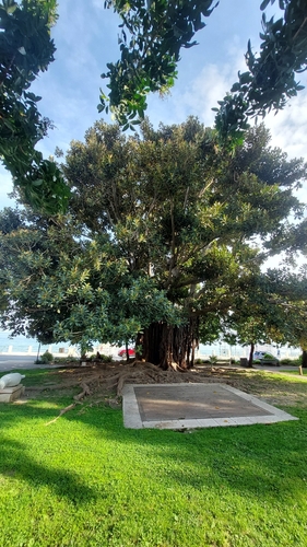 Ficus macrophylla