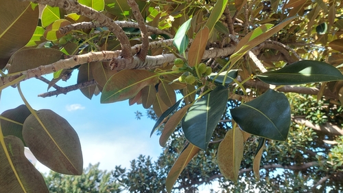 Ficus macrophylla