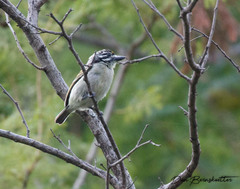 Pogoniulus chrysoconus