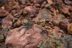 Paragomphus lineatus
