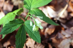 Cardamine enneaphyllos