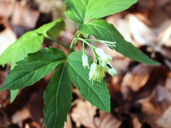 Cardamine enneaphyllos