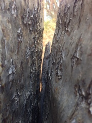 Blaesodactylus sakalava