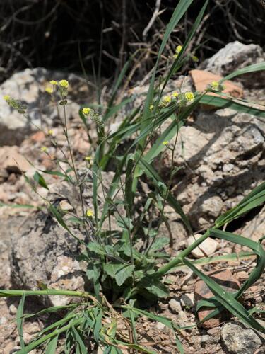 Biscutella didyma, photograph 1