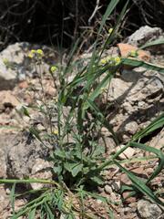 Biscutella didyma, photograph (c) Daniel Cahen, some rights reserved (CC BY)