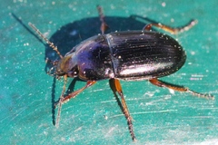 Amara familiaris