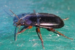 Amara familiaris