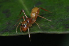 Myrmarachne clavigera