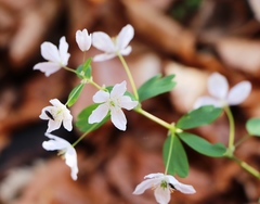Isopyrum thalictroides