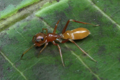 Myrmarachne clavigera