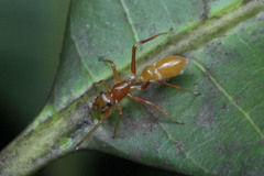 Myrmarachne clavigera