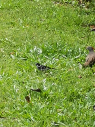 Wing-barred Seedeater (Sporophila americana), photo 6