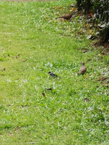 Wing-barred Seedeater (Sporophila americana), photo 3