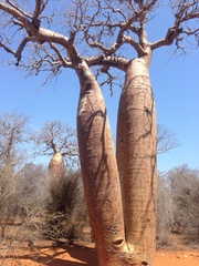 Adansonia