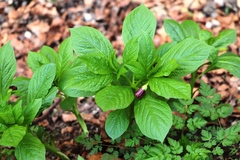 Scopolia carniolica