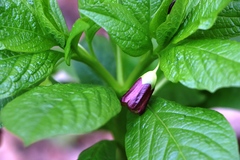 Scopolia carniolica