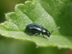 Crepidodera fulvicornis