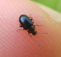 Crepidodera fulvicornis