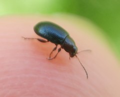 Crepidodera fulvicornis