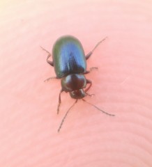 Crepidodera fulvicornis