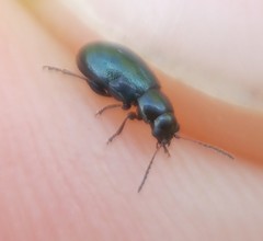 Crepidodera fulvicornis