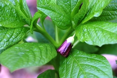 Scopolia carniolica