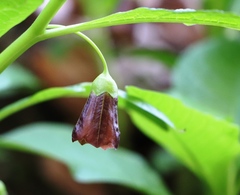 Scopolia carniolica