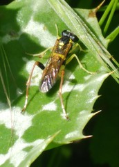 Macrophya postica