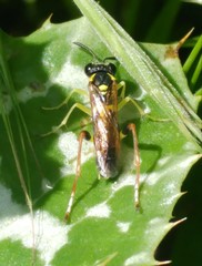 Macrophya postica