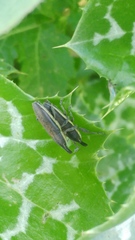 Lixus albomarginatus