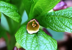 Scopolia carniolica
